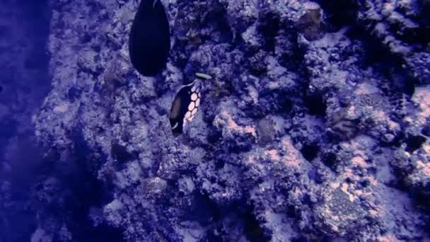 Undervattensbilder från maldiverna, dykare, fisk, rev och natur — Stockvideo