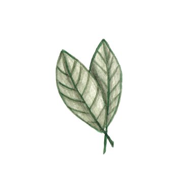 Suluboya el yazın iki yeşil yaprak çizdi.