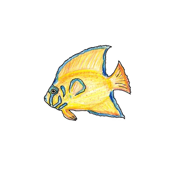Tropical yellow fish illustration on a white background. — Stock Photo, Image