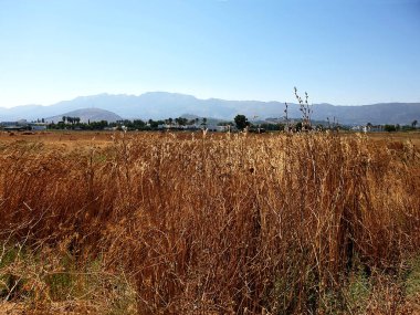 Yazın sarı kuru çimenler ve mavi gökyüzü. Yunanistan 'ın Kos Adası yaz manzarası.