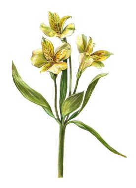 Sarı alstromerya şelalesinin suluboya dalı