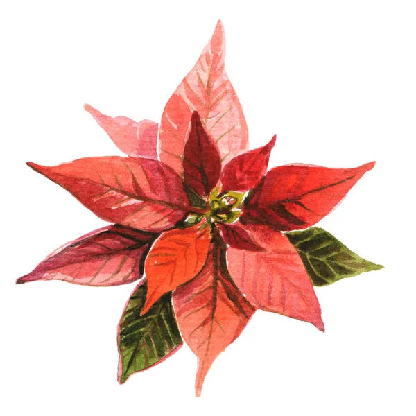 Akvarell Teckning Blomma Jul Stjärna Röd Poinsetti — Stockfoto