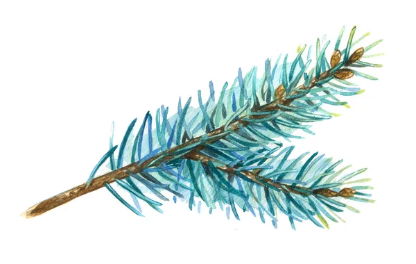 Akwarela Rysunek Niebieski Świerk Gałęzi — Zdjęcie stockowe