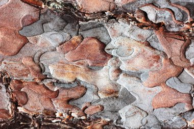 Ağaç kabuğunun dokusu