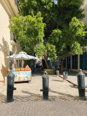 Havana 'da bir yaya geçidinde büyük yeşil bir ağacın altına şemsiyeli bir meyve standı kurulur. Çakıl taşı caddesi ve eski mimari öğeler, günlük hayatın sakin bir anını yakalayarak sahneyi çerçeveliyor..