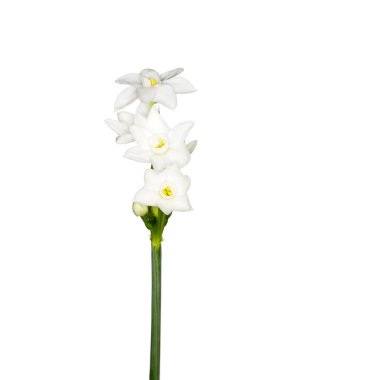 Çiçek açan güzel çiçek. Stephanotis.