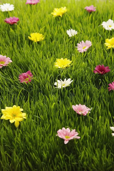 Blommor Utspridda Gräs — Stockfoto