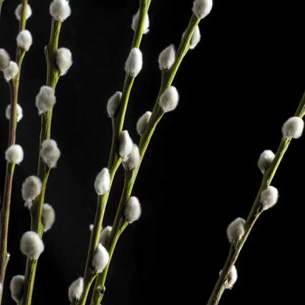 Goat Willow Branch Close View — Stock Photo, Image