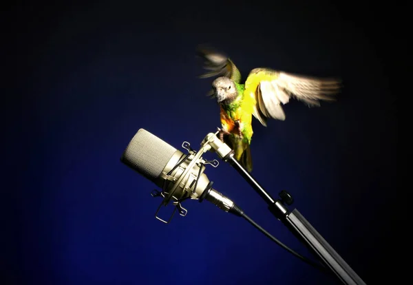 Pájaro Parado Micrófono — Foto de Stock