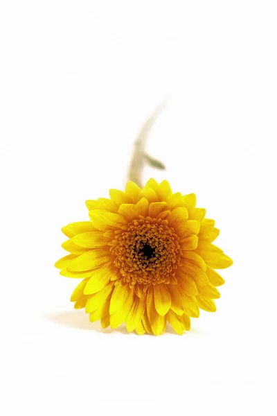 Słonecznik Izolowany Białym Tle — Zdjęcie stockowe