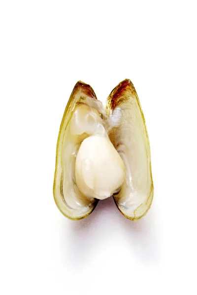 Close Mussel Branco — Fotografia de Stock