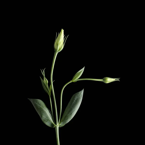 Zbliżenie Kwiat Pąk Liście — Zdjęcie stockowe