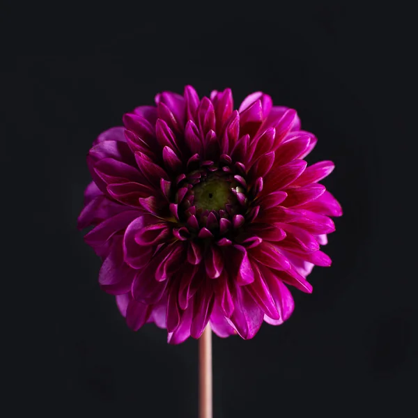 Bellissimo Fiore Fiorito Gerbera — Foto Stock