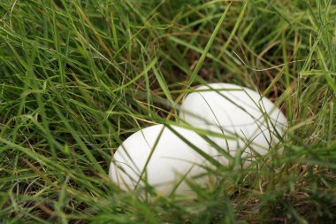 Çimenlerdeki yumurtalar