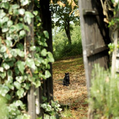 Ormanda oturan kara kedi
