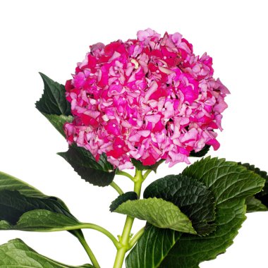 Pembe ortanca, manzarayı kapat.