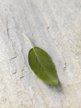 Adaçayı yaprağını kapat 