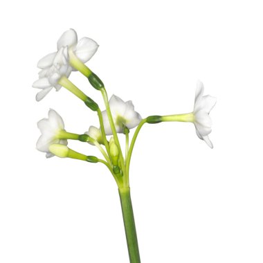 Çiçek açan güzel çiçek. Stephanotis.