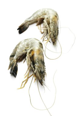 Karideslerin yakın görüntüsü