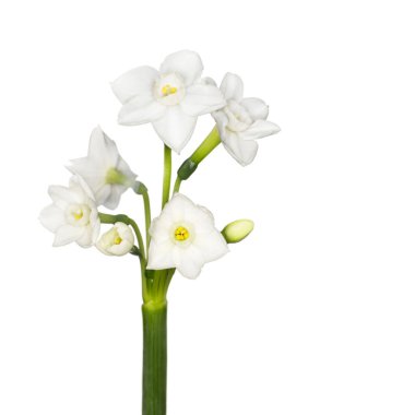 Çiçek açan güzel çiçek. Stephanotis.