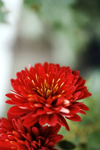 Red Flower Close View — Foto Stock