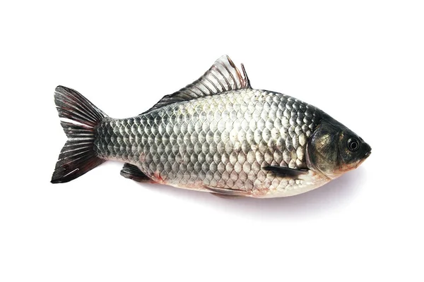 Närbild Fisk Vit Bakgrund — Stockfoto