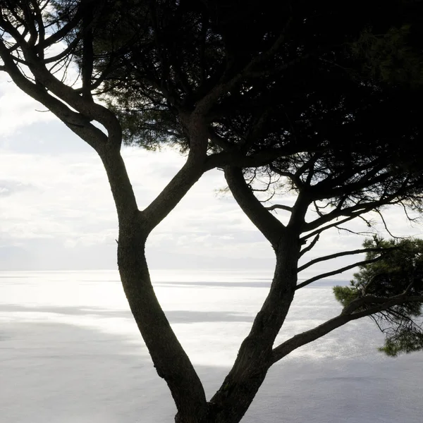 Silhouette Tree Sea Shore — Foto Stock