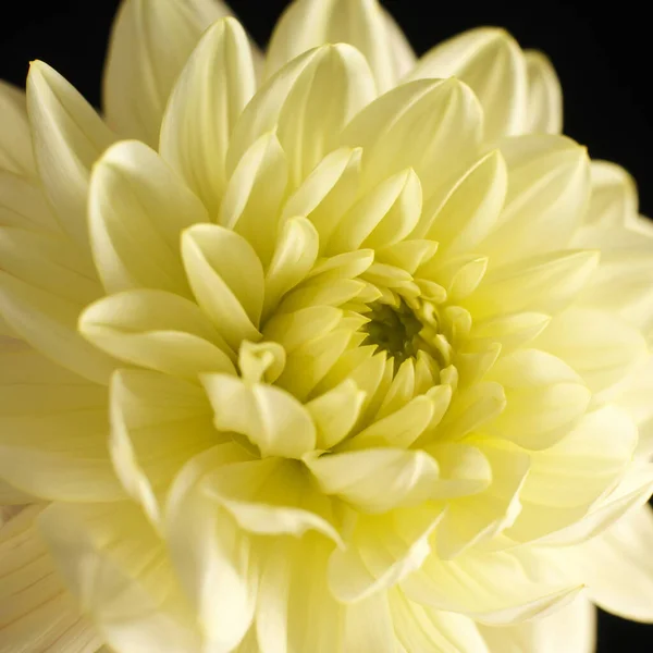 Bellissimo Fiore Fiorito Crisantemo — Foto Stock