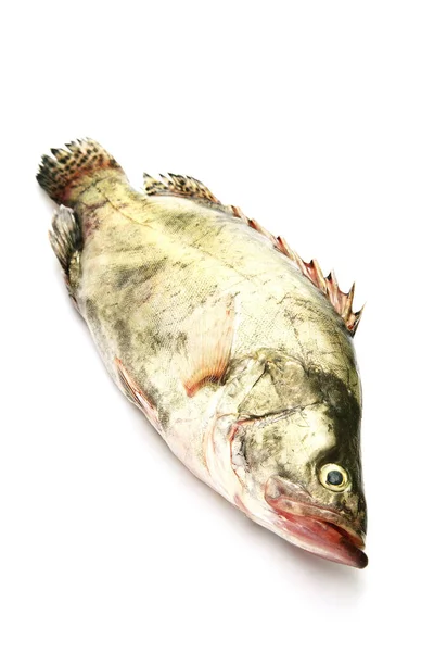 Närbild Fisk — Stockfoto