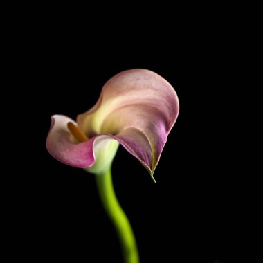 Çiçek açan güzel çiçek. Zambak.