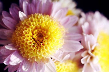 Mor çiçeklere yakın çekim