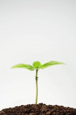 Topraktaki Seedling 'in yakın görüntüsü