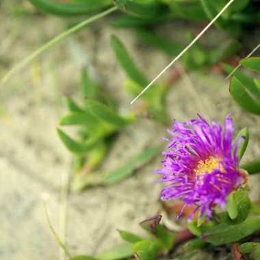 Bir çiçeğe yakın çekim