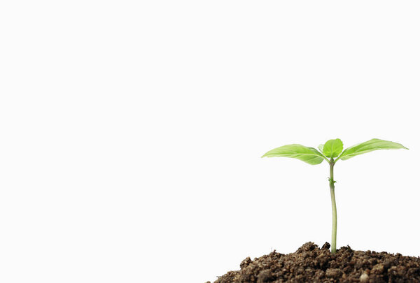 close up of  Seedling in soil 