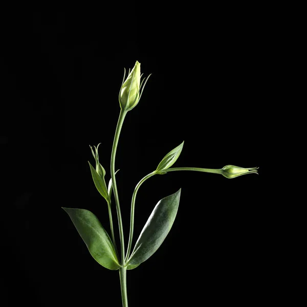 Grüne Pflanze Auf Schwarzem Hintergrund — Stockfoto