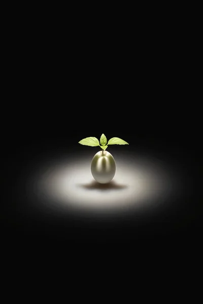 Растение Яичной Скорлупе — стоковое фото