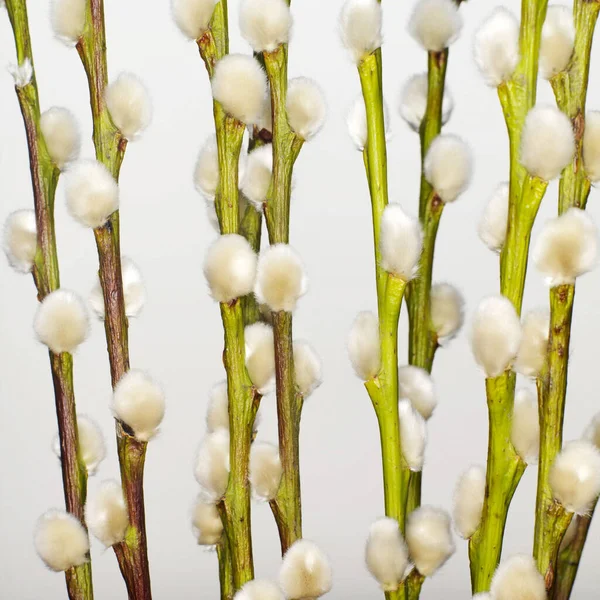 Goat Willow Branches Close View — Stockfoto