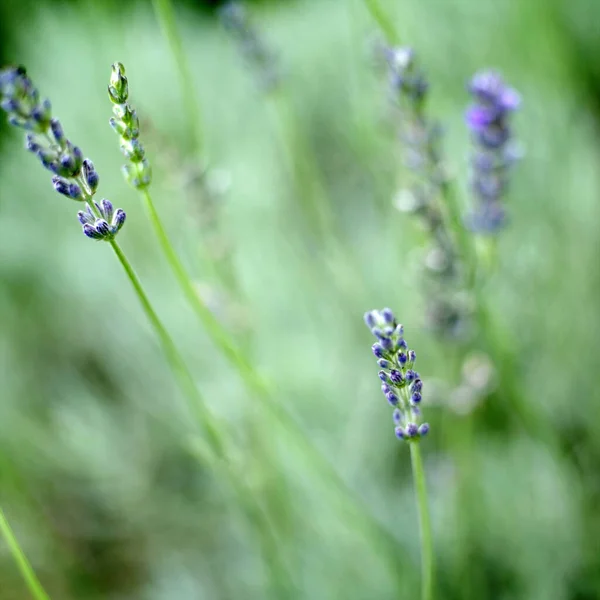 Nahaufnahme Der Blume — Stockfoto