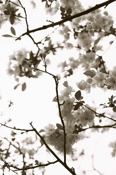Cherry Blossom Tree Park — Stock Photo, Image