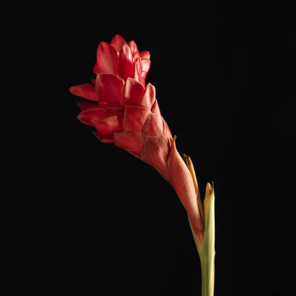 Roter Ingwer Blüht Auf Schwarzem Hintergrund — Stockfoto