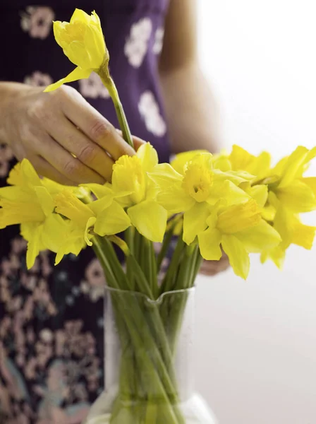 Wanita Mengatur Daffodils Dalam Vas — Stok Foto