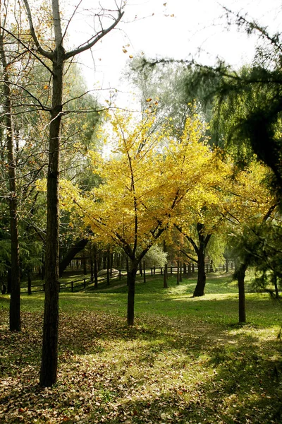 Herbstbäume Schönen Wald — Stockfoto