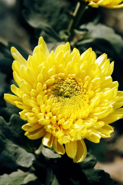 Piękny Żółty Kwiat Chryzantemy — Zdjęcie stockowe