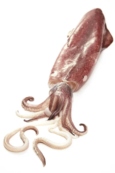 Close View Squid — Stock Photo, Image