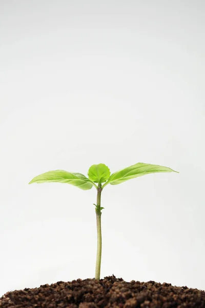 Close View Seedling Soil Royalty Free Stock Photos