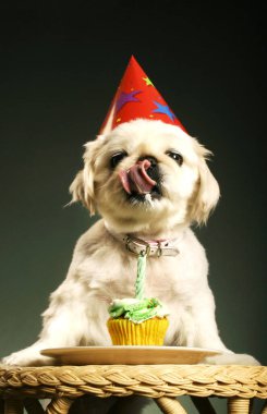 Parti şapkalı köpek doğum günü pastasının önünde dikilirken dilini çıkartıyor.