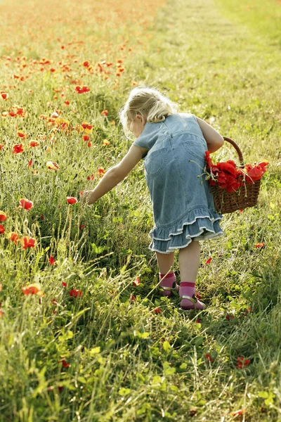 女の子が花を摘む — ストック写真