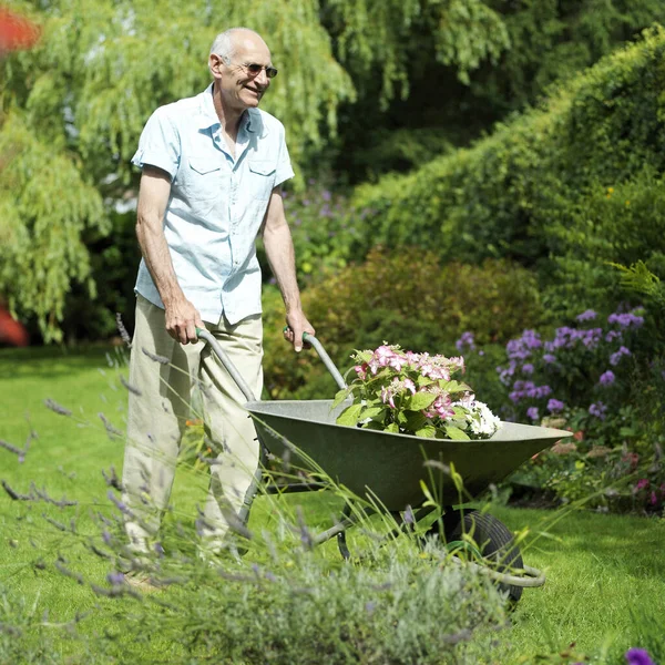 Starší Muž Tlačí Trakař Rostlin Zahradě — Stock fotografie