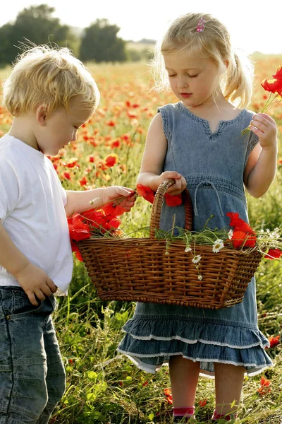 畑で花を摘む子供たち — ストック写真