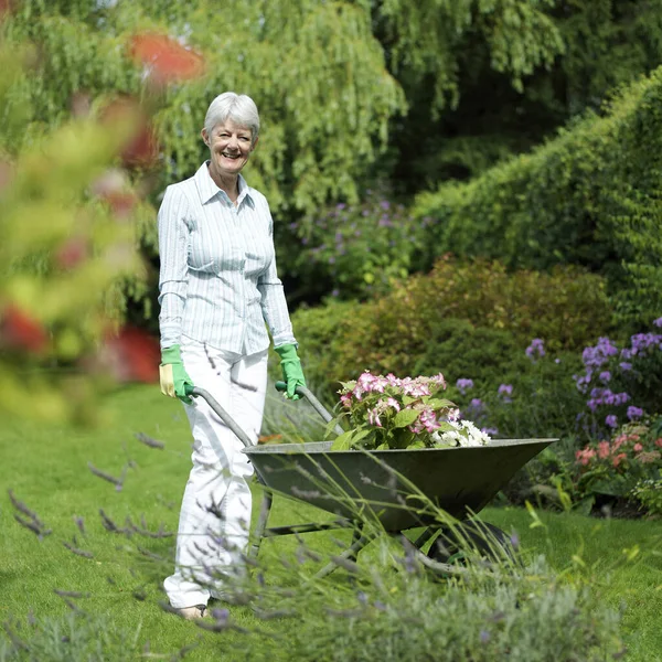 Senior Woman Pushing Wheelbarrow Plants Garden — Stock fotografie